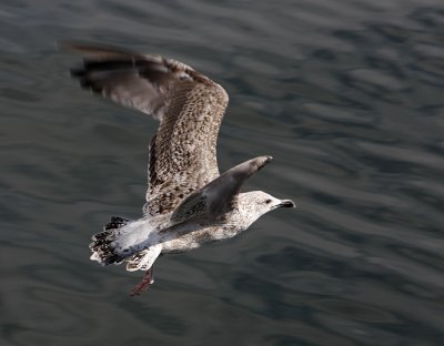 Herring Gull (juvenile, 2nd winter)/ Grtrut