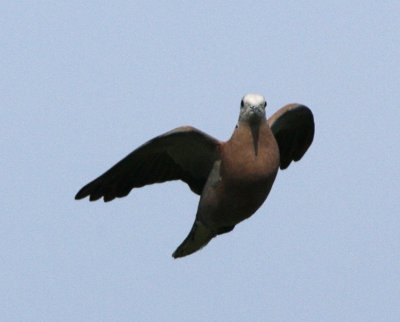 Red-collared Dove (male)