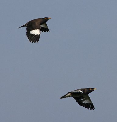 Common Myna