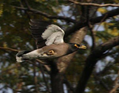 Common Myna