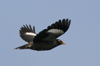 Common Myna