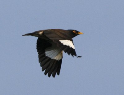 001 - Common Myna