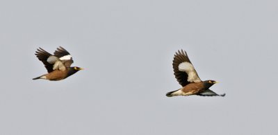 Common Myna