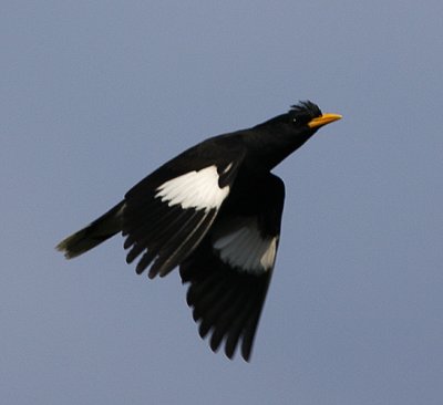 White-vented Myna