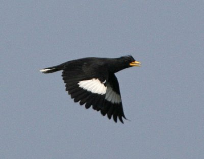 White-vented Myna