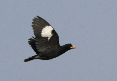 White-vented Myna