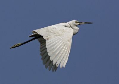 Little Egret