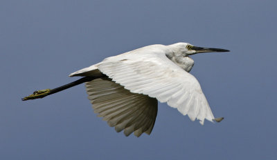 Little Egret