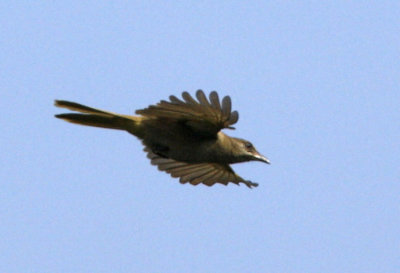 Streak-eared Bulbul