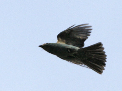 Verditer Flycatcher