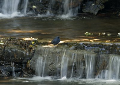 Plumbeous Water Redstart in it's natural habitat
