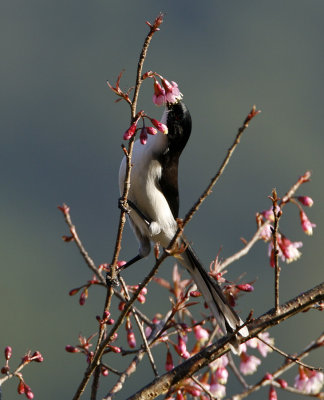 Dark-backed Sibia