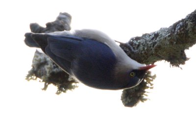 ::Velvet-fronted Nuthatch::