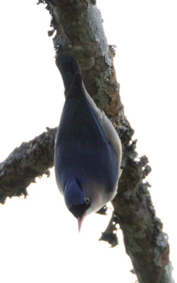 Velvet-fronted Nuthatch