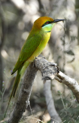 Green Bee-eater