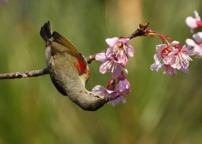 Mrs Gould's Sunbird