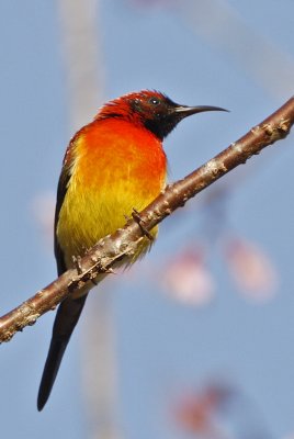 Mrs Gould's Sunbird (male)