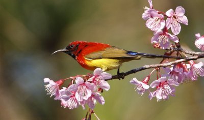 Mrs Gould's Sunbird (male)