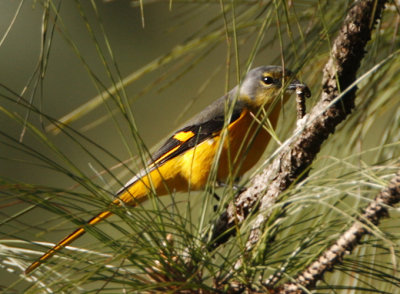 Long-tailed Minivet (female)