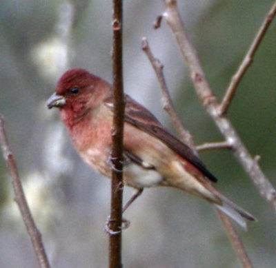 Common Rosefinch (male)
