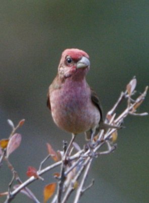 Common Rosefinch (male)