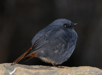 Plumbeous Water Redstart