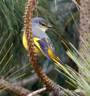 Long-tailed Minivet (female)