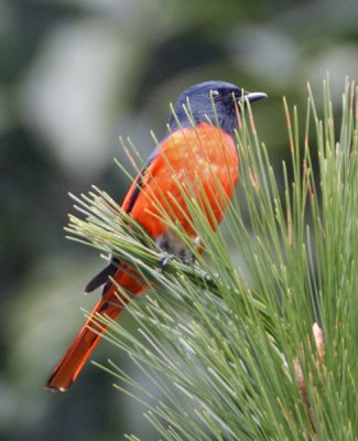 Long-tailed Minivet (male)