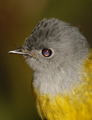 Grey-headed Canary Flycatcher close-up