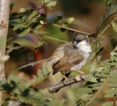 Grey-breasted Prinia