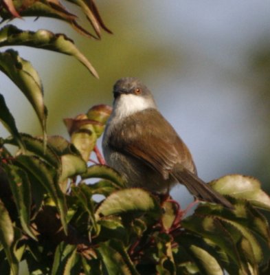 197 - Grey-breasted Prinia