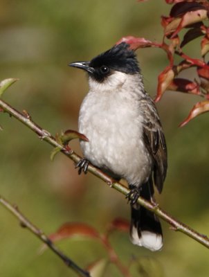 Sooty-headed Bulbul