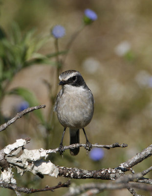 Grey Bushchat (male breeding)