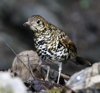 Scaly Thrush