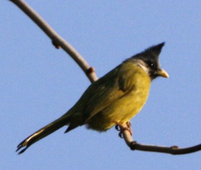 Crested Finchbill