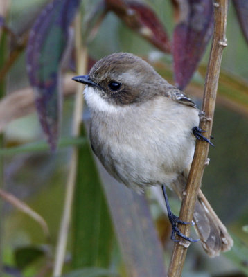 Grey Bushchat (female)