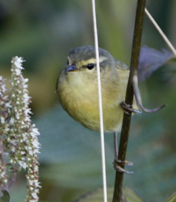 ::Buff-throated Warbler::