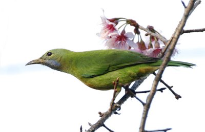 Orange-bellied Leafbird (female)