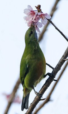 Orange-bellied Leafbird (female)