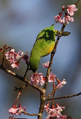 Orange-bellied Leafbird (female)