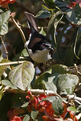 Dark-backed Sibia