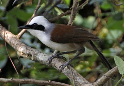 200 - White-crested Laughingthrush