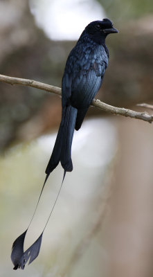 201 - Greater Racket-tailed Drongo