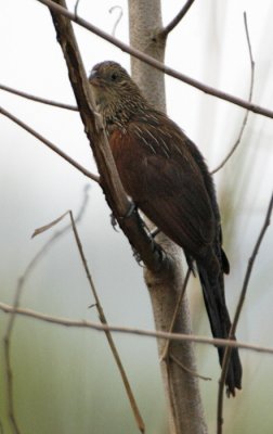 204 - Lesser Coucal (adult non-breeding)