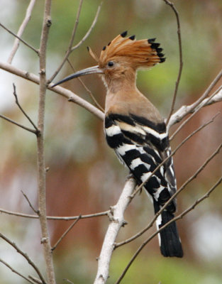 091 - Common Hoopoe