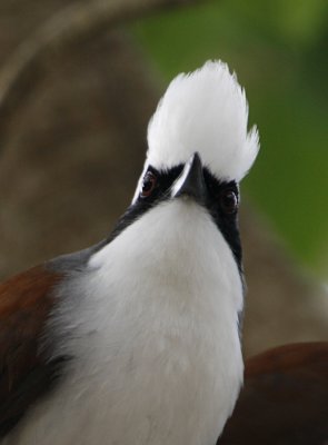 ::White-crested Laughingthrush::