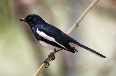Oriental Magpie Robin (male)