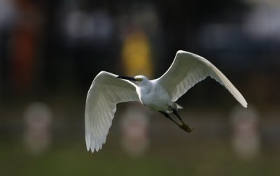 Little Egret