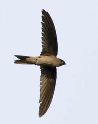 Asian Palm Swift