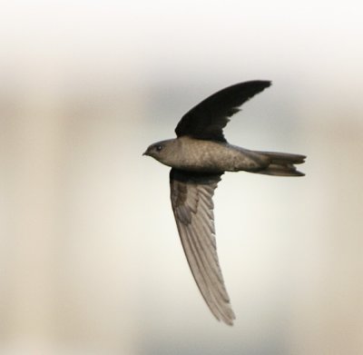 Asian Palm Swift